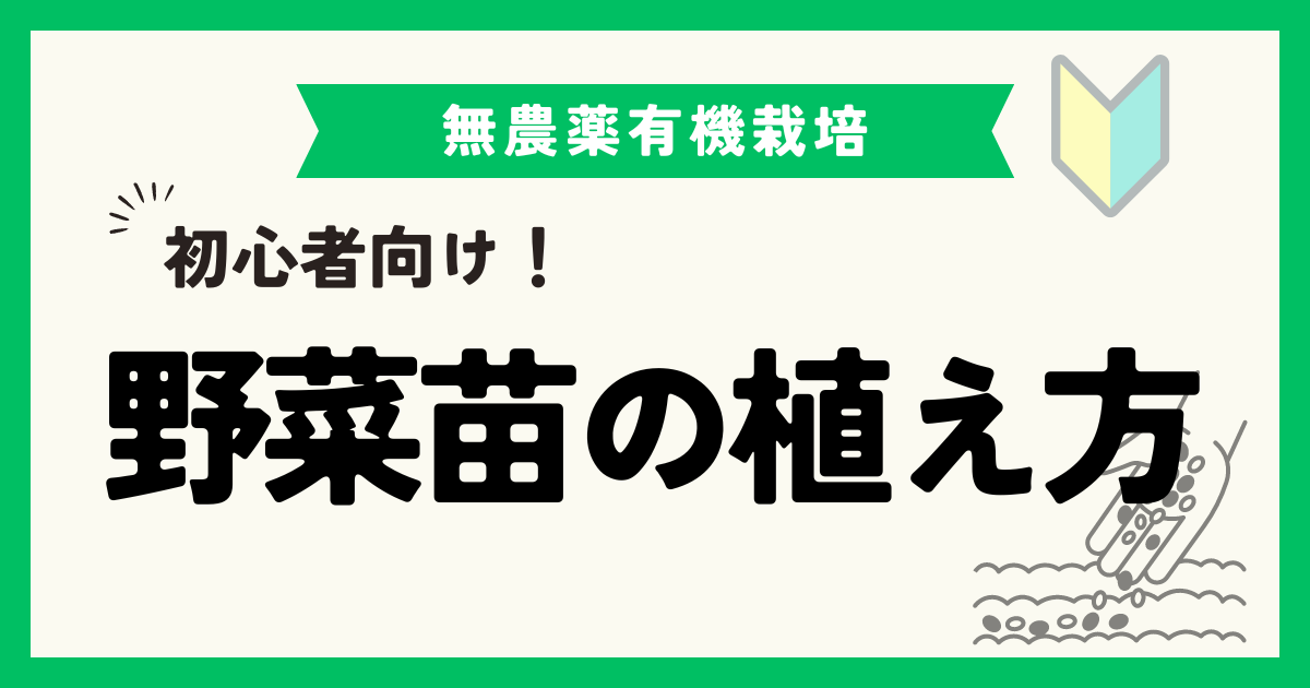 初心者必見！野菜苗の植え方とポイント完全ガイド